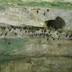 023-ben s cave bats